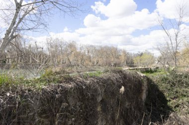Yeşillik, İspanya 'nın Aranjuez kentindeki bir nehir kıyısının sınırlarını çiziyor. Parlak mavi gökyüzü pofuduk beyaz bulutlar içerir, doğal bir ortamda sakin bir bahar öğleden sonrasını yansıtır..