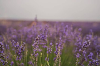 Brihuega, Guadalajara 'daki Lavanta Festivali' nde tarlaları dolduran lavanta çiçekleri, Castilla-La Mancha 'da yazın canlı güzelliğini ve güzel kokusunu kutluyor..