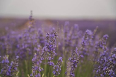 Ziyaretçiler, Brihuega, Guadalajara, İspanya 'da düzenlenen ve bu çiçeklerin güzelliğini ve kokusunu kutlayan De la Lavanda Festivali sırasında büyüleyici lavanta tarlalarının keyfini çıkarıyorlar..