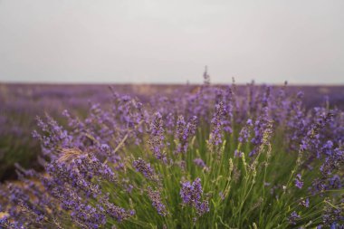 Brihuega, Guadalajara 'daki Festival de la Lavanda' da yazın güzelliğini gösteren canlı lavanta çiçekleri manzarayı dolduruyor. Ziyaretçiler çarpıcı alanlara hayran kalıyor ve şenliklere katılıyorlar.