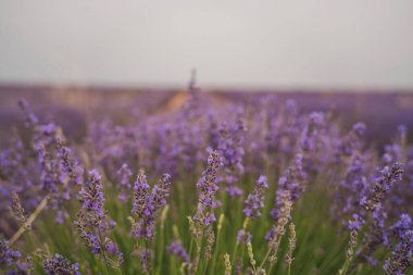 Ziyaretçiler, Brihuega, Guadalajara, İspanya 'da düzenlenen ve renkli manzara ve aromatik atmosferin tadını çıkaran Lavanta Festivali sırasında büyüleyici lavanta tarlalarını keşfediyorlar..