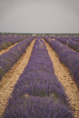 Festivalde Brihuega 'da canlı lavanta sıraları, göz kamaştırıcı mor tonlar sergiliyor. Ziyaretçiler bu doğal manzaranın huzurlu güzelliğinin tadını çıkarıyorlar..