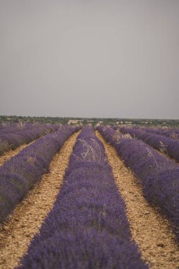 Ziyaretçiler, Brihuega 'daki Festival de la Lavanda sırasında büyüleyici lavanta tarlalarını keşfederek, güneşli bir günde canlı mor çiçekler ve manzaralı kırsal manzaralar sergiliyorlar..