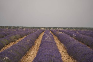 İspanya 'nın göbeğindeki bu çarpıcı bitki örtüsünün güzelliğini ve kokusunu kutlamak için Lavanda Festivali boyunca canlı lavanta tarlaları araziye yayıldı..