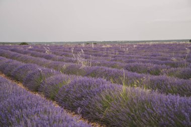 Ziyaretçiler canlı lavanta tarlalarının tadını çıkarmak için Brihuega, Guadalajara 'da toplanıyorlar. Bu yıllık festival Castilla-La Mancha 'daki büyüleyici lavanta renklerini ve aromasını kutluyor..