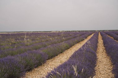 Brihuega, Guadalajara 'daki manzara boyunca uzanan renkli lavanta tarlaları, yıllık Lavanda Festivali sırasında canlı mor çiçekler sergiliyor. Etkinlik yerel kültür ve güzelliği vurguluyor.