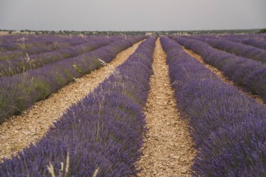 Ziyaretçiler, her yıl Guadalajara, Castilla-La Mancha, İspanya 'da düzenlenen Lavanta Festivali sırasında çiçek açan çiçeklerin aromatik güzelliğini tecrübe ederek, Brihuega' daki canlı lavanta tarlalarını keşfediyorlar..