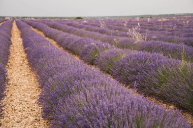 Brihuega 'da düzenlenen Lavanda Festivali sırasında lavanta tarlaları, çiçek açan çiçeklerin güzelliğini ve kokusunu ön plana çıkarıyor. Ziyaretçiler şenlikli bir atmosferin keyfini çıkarıyorlar.