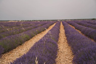 Ziyaretçiler yıllık Lavanda festivalinin keyfini çıkarırken, İspanya 'nın Brihuega kentinde canlı lavanta sıraları yayılıyor. Tarlalar renk ve güzellikle dolu..
