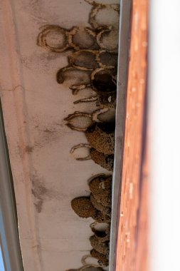 Yuva yapan kuşlar Zamora, Castilla y Leon 'da saçağın altında görülürler. Yapılar çamur yuvalarını barındırıyor, bu da bahar döneminde gelişen bir kuş aktivitesini gösteriyor..