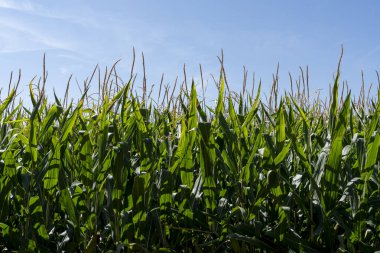 Zamora, Castilla y Leon 'da yemyeşil mısır bitkileri güneşli gökyüzüne doğru uzanıyor. Tarım arazisi, büyüme mevsiminde ekinlerin canlılığını sergiliyor..