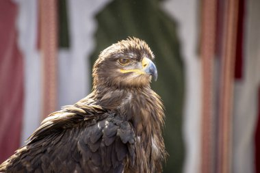 Madrid, İspanya 'daki Ortaçağ Fuarı' nda dikkat çekici bir kartal, güçlü varlığıyla katılımcıları büyülüyor ve yırtıcı kuşların güzelliğini gözler önüne seriyor..