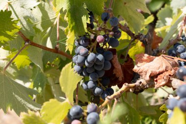 Üzümler Zamora 'daki bir üzüm bağındaki yeşil sarmaşıklardan sallanıyor. Sıcak güneş batıyor, bu da büyüme mevsiminin geldiğini gösteriyor. Çiftçiler yaklaşan hasat için hazırlanıyorlar..