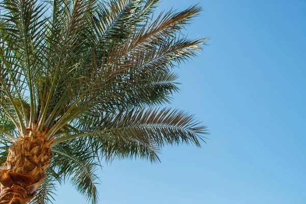 Coconut Palm tree with blue sky,beautiful tropical background. High quality photo