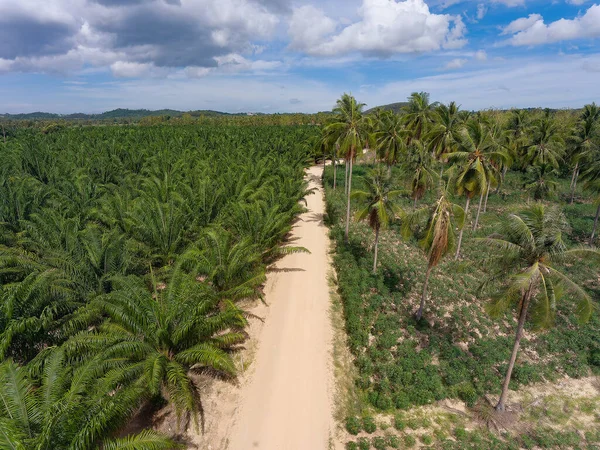 Plantation Avec Palmiers Tapioca Huai Yai Sous District Périphérie Ville — Photo