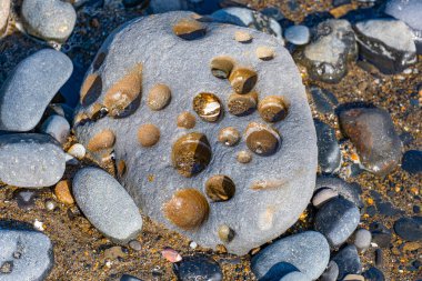 Plajda pürüzsüz girintileri olan bir kaya..