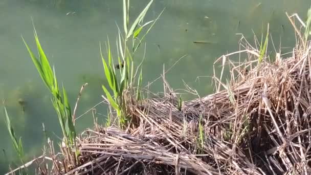 水鸟幼鸟在芦苇间的绿色平静的水面上游动 — 图库视频影像