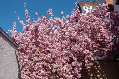 Badem çiçeği ilkbaharda mavi gökyüzünde Güney Almanya tarihi şehrinde