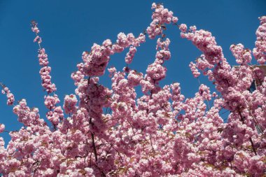 Badem çiçeği ilkbaharda mavi gökyüzünde Güney Almanya tarihi şehrinde