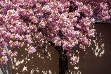 Badem çiçeği ilkbaharda mavi gökyüzünde Güney Almanya tarihi şehrinde