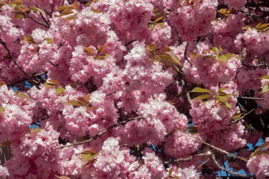 Badem çiçeği ilkbaharda mavi gökyüzünde Güney Almanya tarihi şehrinde