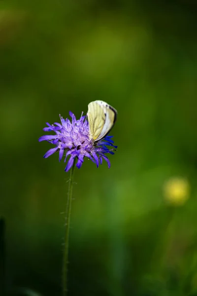 南ドイツの自然の背景にある青い花のドイツの森の蝶 — ストック写真