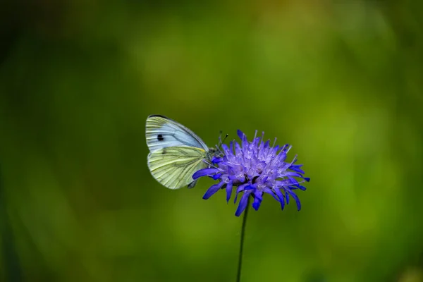 南ドイツの自然の背景にある青い花のドイツの森の蝶 — ストック写真