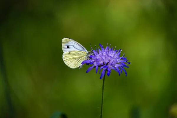 Pillangó Német Erdőben Kék Virág Virágzik Dél Német Természetes Háttér — Stock Fotó