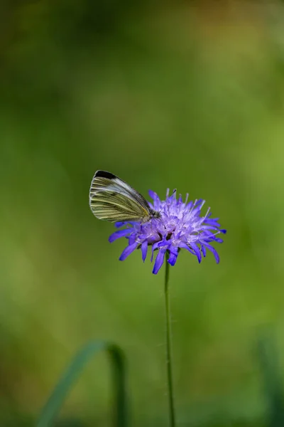 Метелик Німецькому Лісі Синій Квітці Розквітає Південнонімецькому Природному Фоні — стокове фото