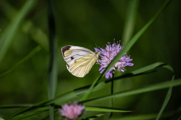 Mariposa Bosque Alemán Flor Azul Florecen Fondo Natural Del Sur —  Fotos de Stock