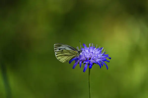 Papillon Dans Forêt Allemande Sur Fleur Bleue Arrière Plan Naturel Images De Stock Libres De Droits