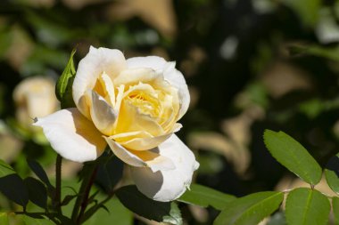 Çiçek açan beyaz gül, Almanya 'da Eylül ayında güneşli bir öğleden sonra çekimlere başlıyor.