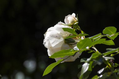 Çiçek açan beyaz gül, Almanya 'da Eylül ayında güneşli bir öğleden sonra çekimlere başlıyor.