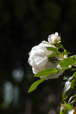 Çiçek açan beyaz gül, Almanya 'da Eylül ayında güneşli bir öğleden sonra çekimlere başlıyor.