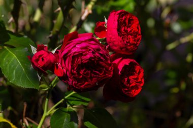 Kırmızı güller makro çiçek açıyor Eylül öğleden sonra güneşli güney Almanya bahçesinde