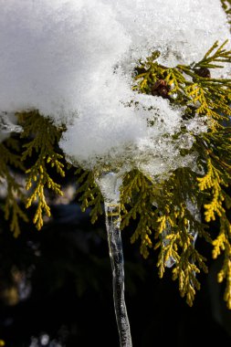 Noel zamanı, Aralık ayında bir ağaç dalında buz sarkıtı