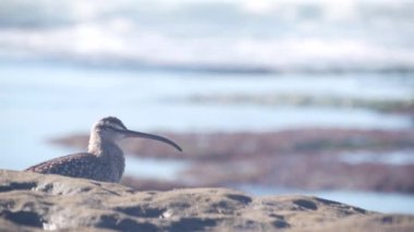 Gelgit havuzunda kaprisli kuş avı, tidepool 'da yiyecek arayan kıvrımlı sahil kuşu, La Jolla plajı, California okyanus kıyısı yaban hayatı, ABD. Uzun, ince, eğri gagalı, ender bir hayvan, su kenarında kaya..