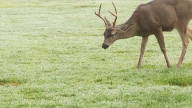 Boynuzlu vahşi erkek geyik ya da yeşil çimlerde otlayan boynuzlar. Fallow, kırmızı ya da katır geyiği otların üzerinde, geyik ya da geyik. Monterey yaban hayatı, Kaliforniya doğası, ABD. Otçul toynaklı memeliler yer ya da beslenirdi.