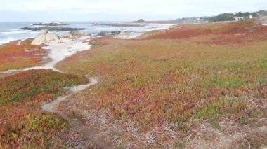 Sahne 17 mil, Monterey, California USA. Kayalık kayalık okyanus, deniz dalgaları kayalara çarpıyor. Pasifik sahil yolu, Point Lobos, Big Sur ve Pebble plajı yakınlarında vahşi doğa. Sulu buz bitkisi