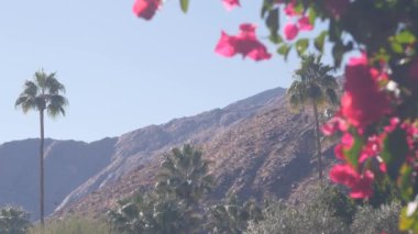Palmiye ağaçları, bougainvillea kırmızı çiçekleri açar ya da çiçek açar, Los Angeles yakınlarındaki güneşli Palm Springs 'teki dağlar ya da tepeler, Kaliforniya vadisi doğası, ABD. Kuru iklim bitkileri, çöl vahası bitkileri. Mavi gökyüzü.