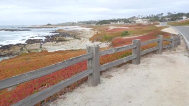 Monterey California 'da 17 millik manzaralı bir yol. Okyanus boyunca yolculuk, deniz dalgaları. Pasifik kıyısı karayolu gezisi, Point Lobos, Big Sur ve Pebble plajı yakınlarındaki turizm rotası. Çit ve sulu buz bitkisi