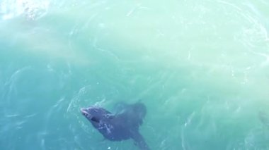 Vahşi şirin fok sürüleri ya da deniz aslanları okyanus suyunda yüzer, eğlenceli davranışlar. Özgürce suya dalan birçok deniz hayvanı, yukarıdan manzara, Monterey iskelesi, California sahil yaban hayatı, ABD