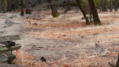 Vahşi kürklü kurt, gri çakal ya da gri çakal, sonbahar ormanı açıklığı, Yosemite ulusal parkı vahşi yaşam alanı, Kaliforniya, ABD. Evcilleştirilmemiş etobur yırtıcı, doğal ortamdaki hayvan gibi melez bir köpek..