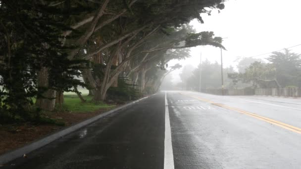 Asfalto Estrada Molhada Nevoeiro Floresta Misteriosa Enevoada Fila Árvores Nevoeiro — Vídeo de Stock