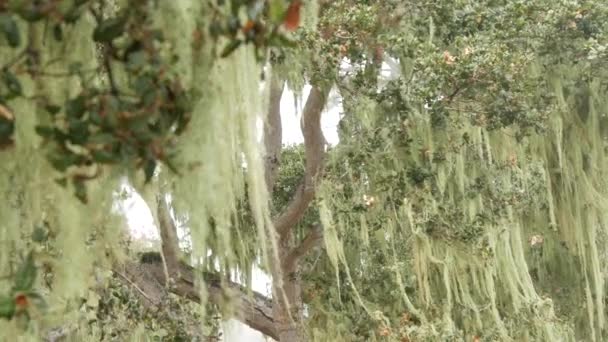 Spitzen Flechtenmoos Hängt Äste Nebligen Nebelwald Surreale Wälder Geheimnisvolle Märchenwälder — Stockvideo