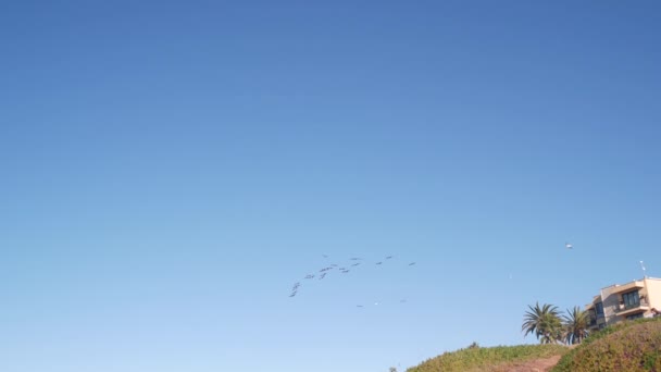 Vahşi Kahverengi Pelikan Sürüsü Mavi Gökyüzü Plajdaki Palmiye Ağaçları Kaliforniya — Stok video
