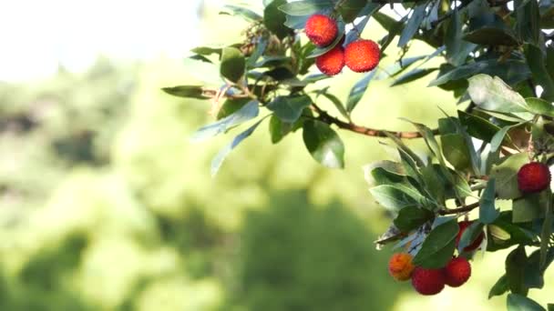 Φράουλα Θάμνος Ώριμα Και Άγουρα Φρούτα Ιρλανδικό Αρβούτο Unedo Συγκομιδή — Αρχείο Βίντεο