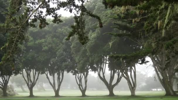 Nadelkiefern Nebel Nebelverhangene Geheimnisvolle Wälder Wälder Oder Wälder Baumreihe Bei — Stockvideo