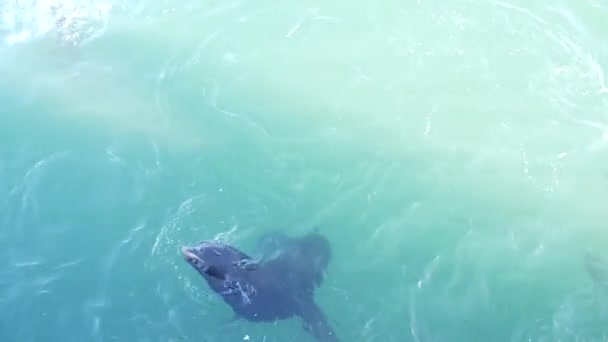 야생귀여운 바다표범 서식지나 바다사자 무리는 바다에서 헤엄치며 장난스럽게 합니다 자유롭게 — 비디오