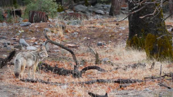 Lobo Peludo Selvagem Coiote Cinzento Coywolf Cinzento Clareira Floresta Outono — Vídeo de Stock